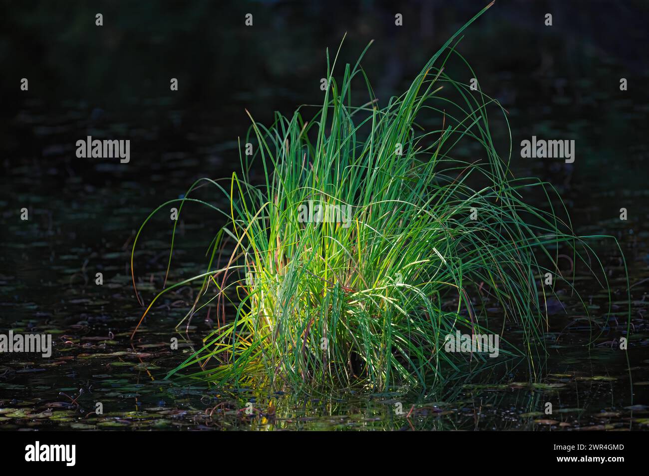 Lit by the morning sun, a clump of Slough Sedge (Carex obnupta, found growing in a pond at Minnekhada Regional Park, B. C., Canada. Stock Photo