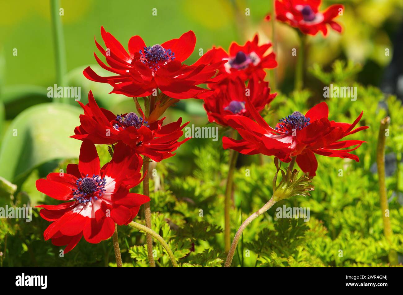 Red Poppy Anemone or windflower (Anemone coronaria). Stock Photo