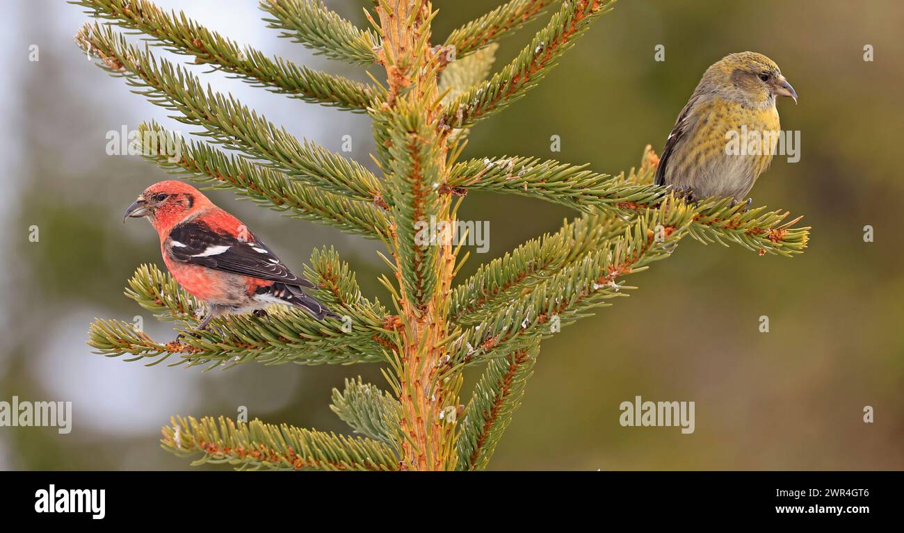 White winged Crossbills male and female perched in a fir, Canada Stock Photo