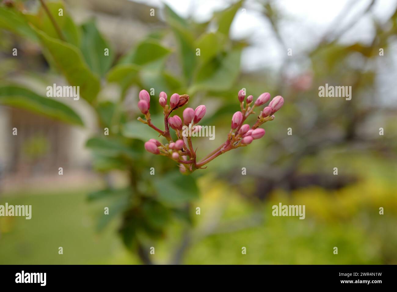 Pink tropical flowers usa hi-res stock photography and images - Alamy