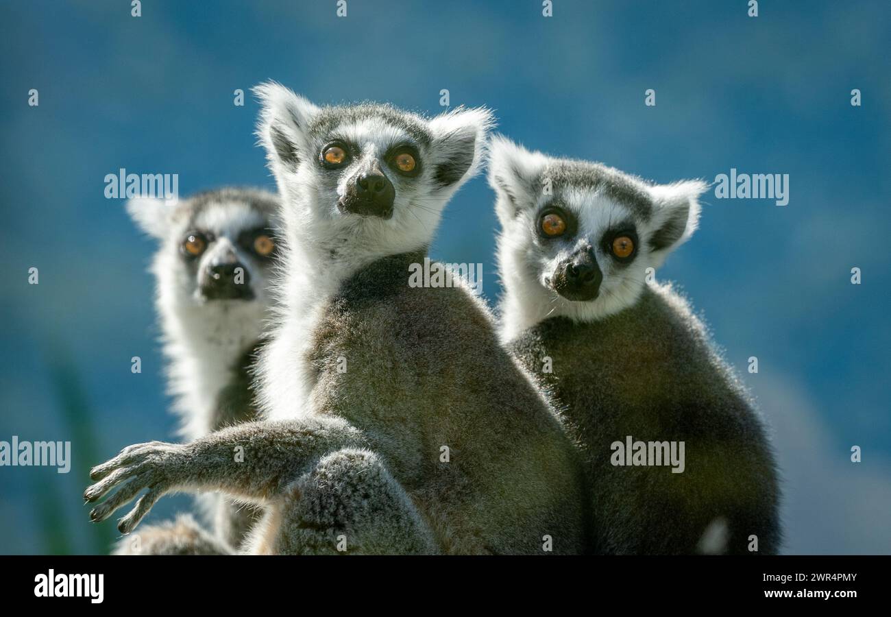 Three lemurs.,looking at camera. Yellow eyes.Contact eye. Green Blurry background. Wet nosed animals. Lemuriformes. Stock Photo