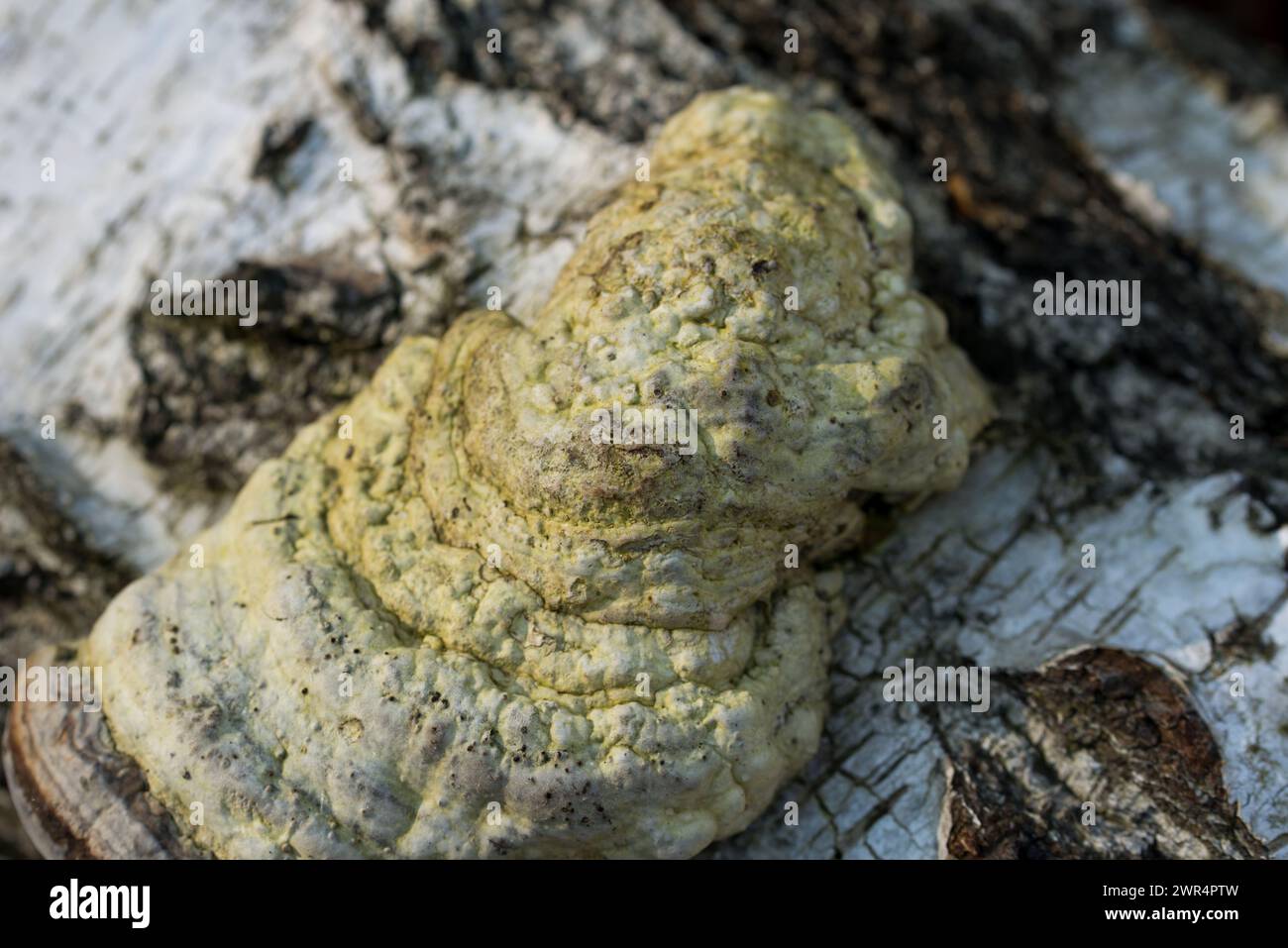 tinder fungus, Fomes fomentarius on fallen birch tree closeup selective focus Stock Photo