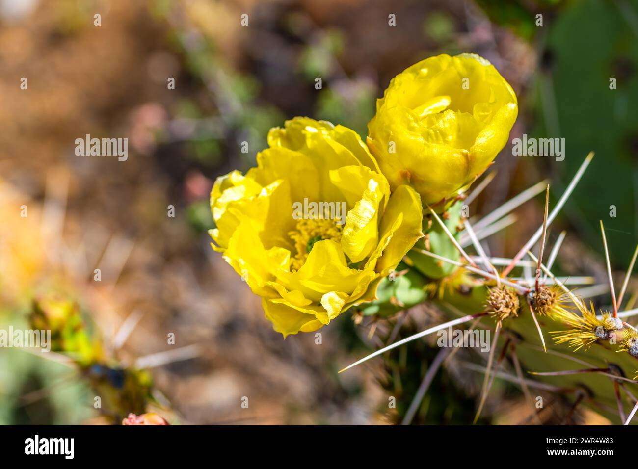 A greeny, spiny plants blooming along the trail of Catalina State Park Stock Photo