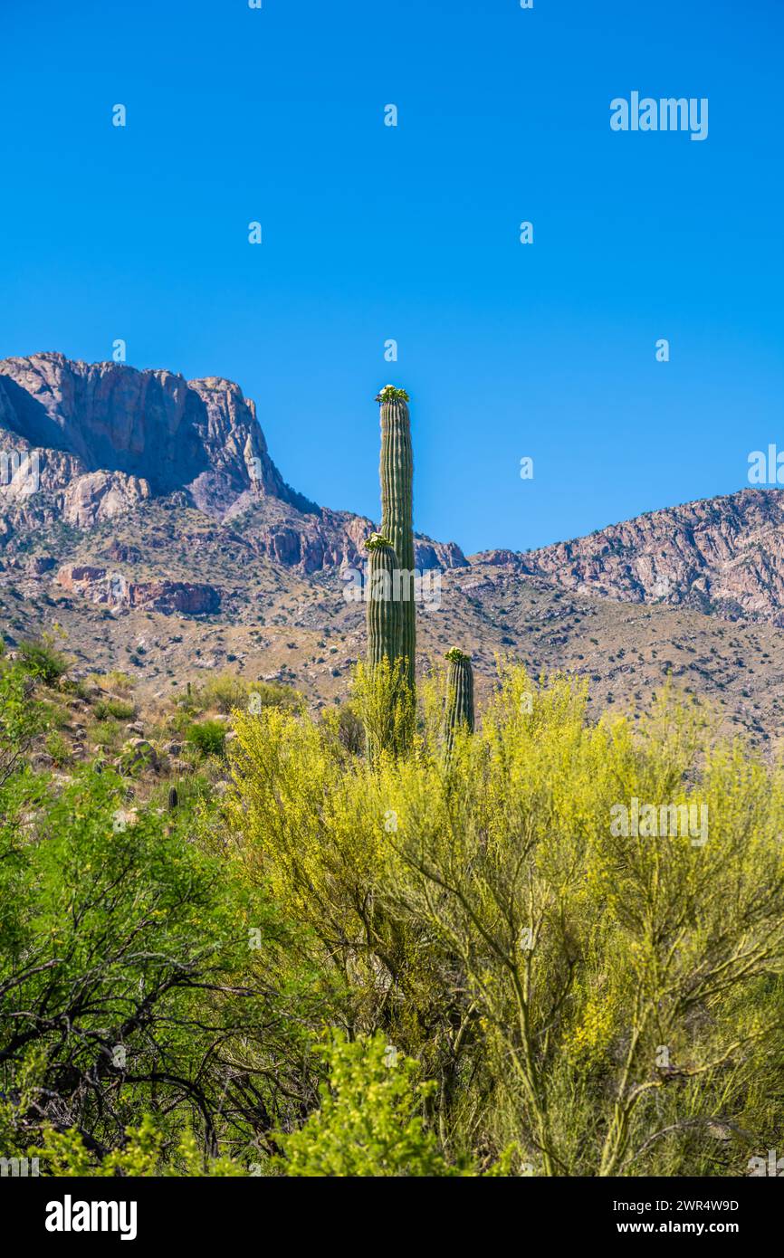 A long slender Saguaro Cactus in Tucson, Arizona Stock Photo