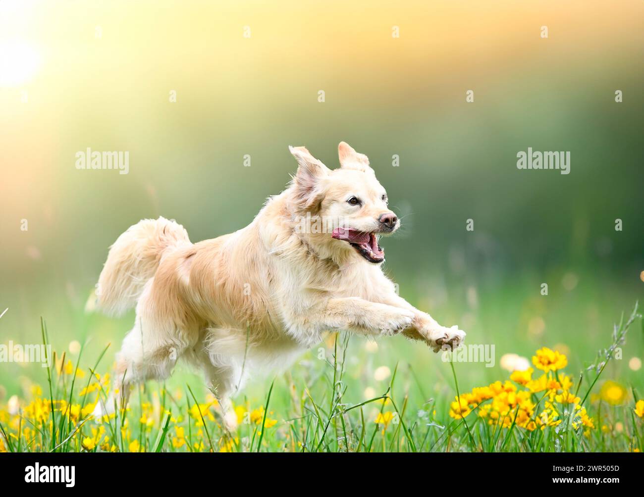 dog training  for obedience discipline with a golden retriever Stock Photo