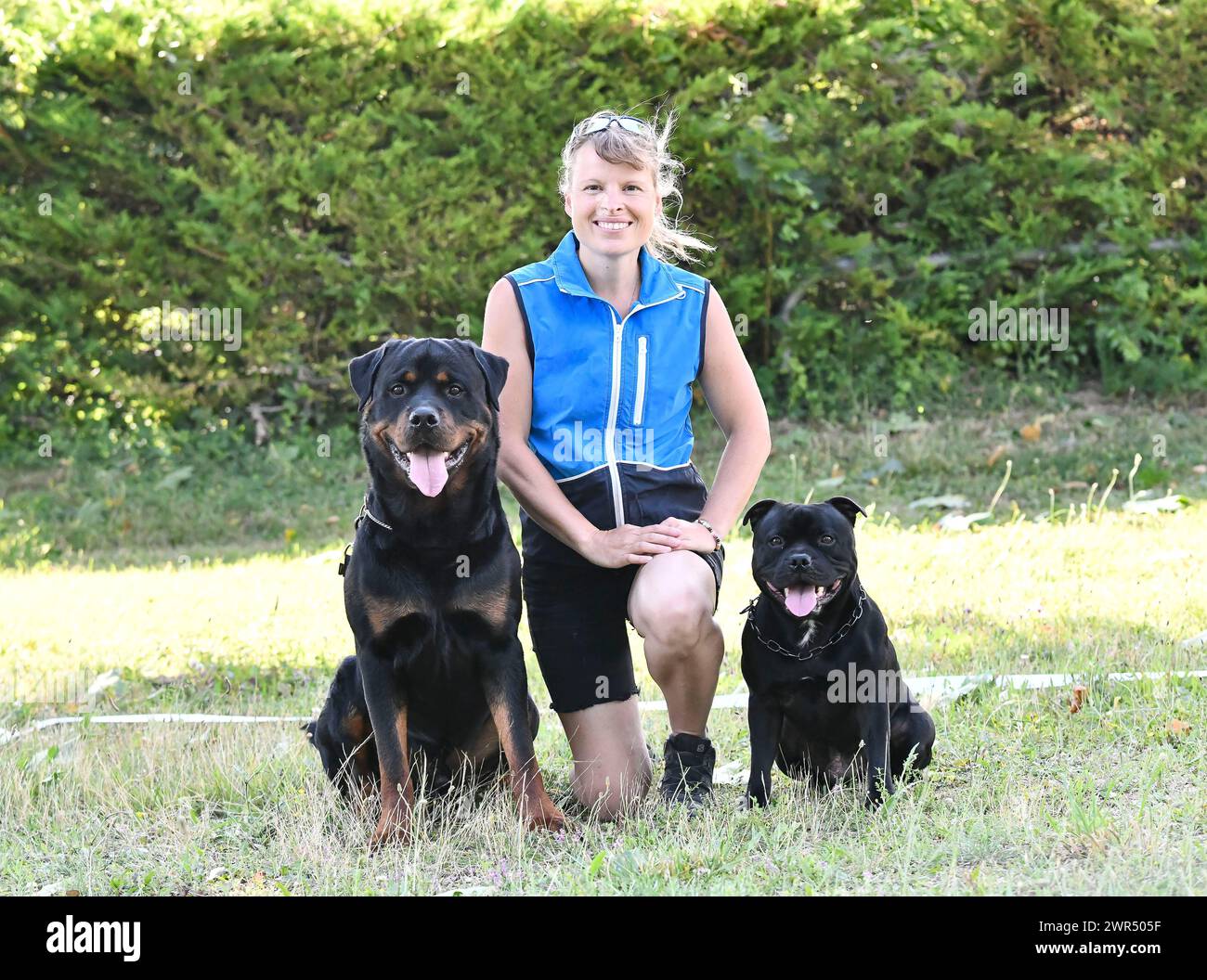 dog training  for obedience discipline in the nature Stock Photo