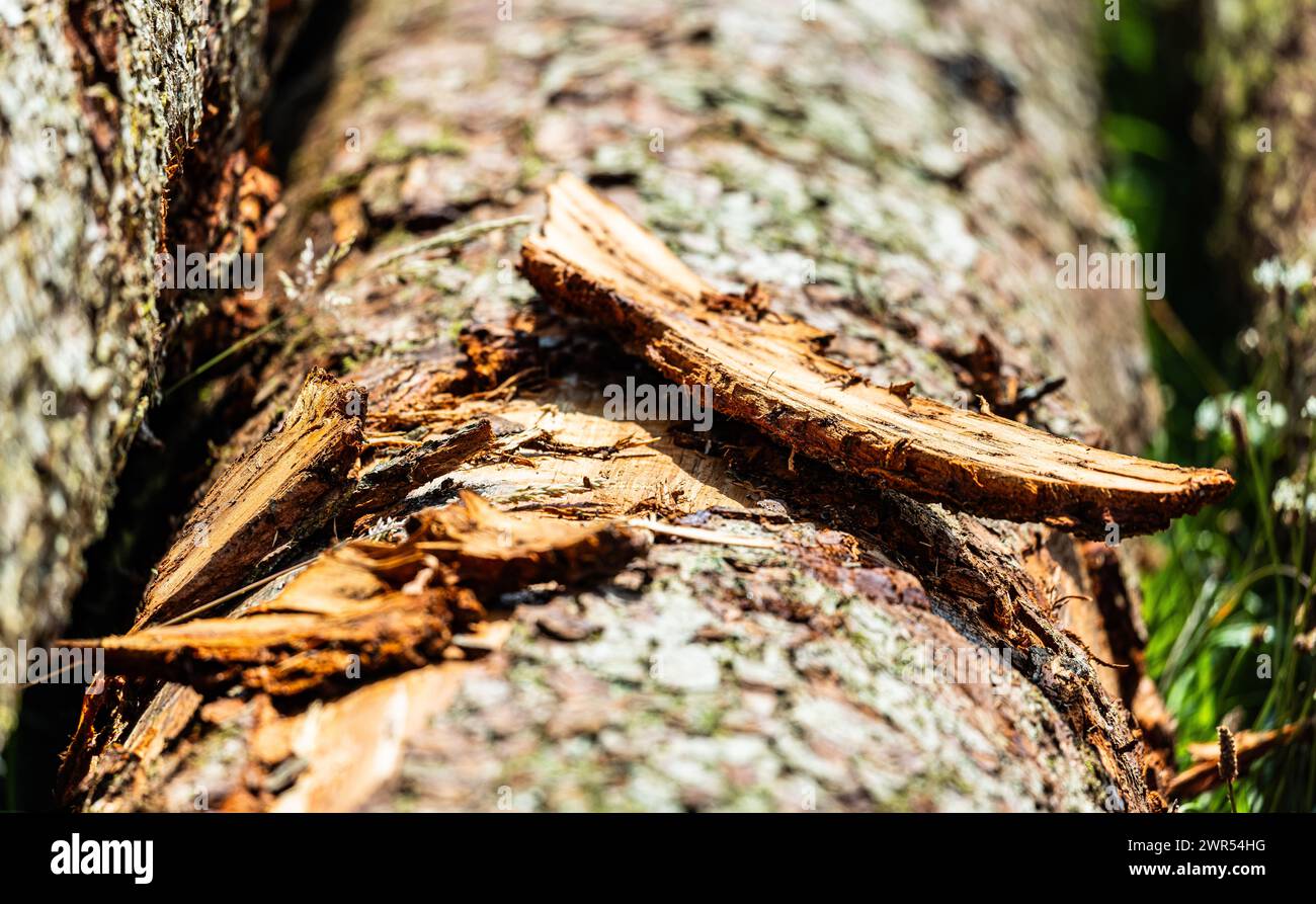 Auf einem Baumstamm liegt die schützende Stammrinde. (Häusern, Deutschland, 16.07.2023) Stock Photo
