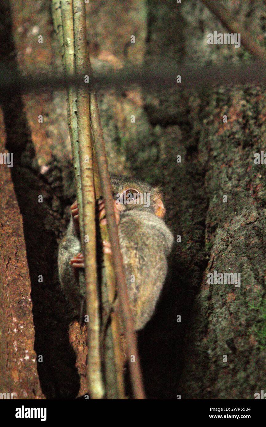 A Gursky's spectral tarsier (Tarsius spectrumgurskyae) is photographed on its nest tree, as it is visible in broad daylight, an anomaly of this nocturnal primate living in the rainforest of Tangkoko Nature Reserve, North Sulawesi, Indonesia. Around 1660 individuals of this species live in Batuputih Nature Tourism Park—close to the nature reserve—where they are one of the main tourism attractions, according to researchers. Stock Photo