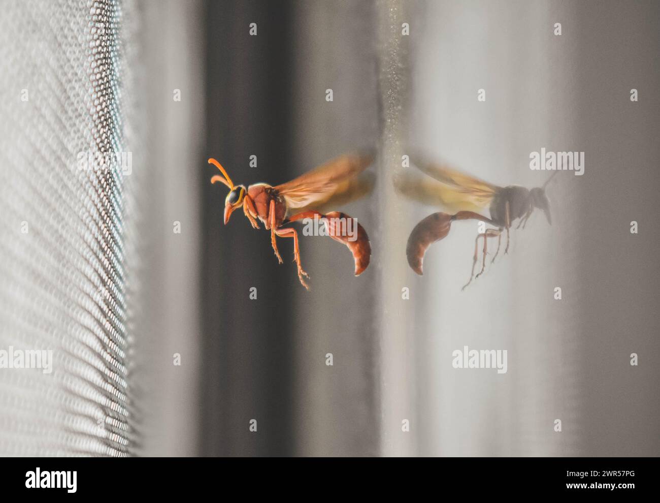 The Red Wasp Stock Photo - Alamy