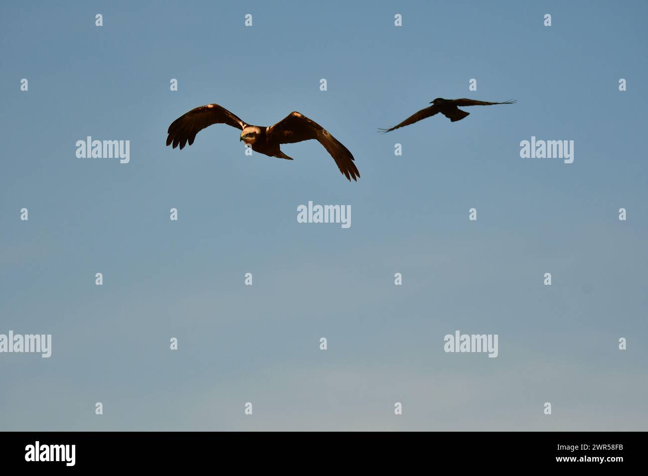 The two birds soaring high in the blue sky with outstretched wings ...