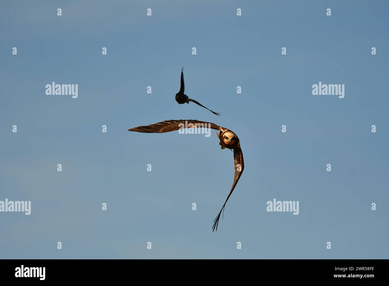 The two birds soaring high in the blue sky with outstretched wings ...