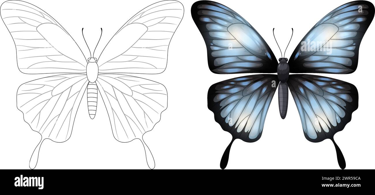 Vector illustration of a butterfly, from outline to colored Stock Vector