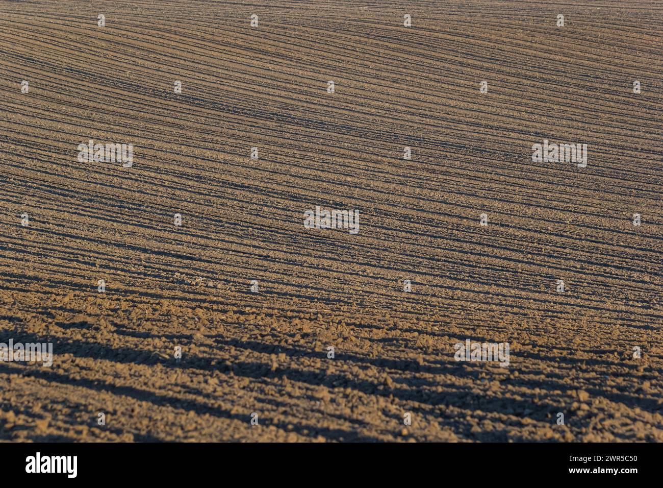 Plowed, Planted And Hilling Rows Blackearth Field. Ground Texture