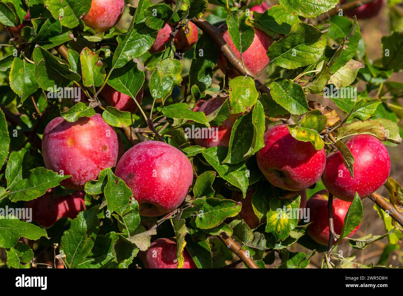 Autumn day. Rural garden. In the frame ripe red apples on a tree. It's raining Photographed in Ukraine, Stock Photo