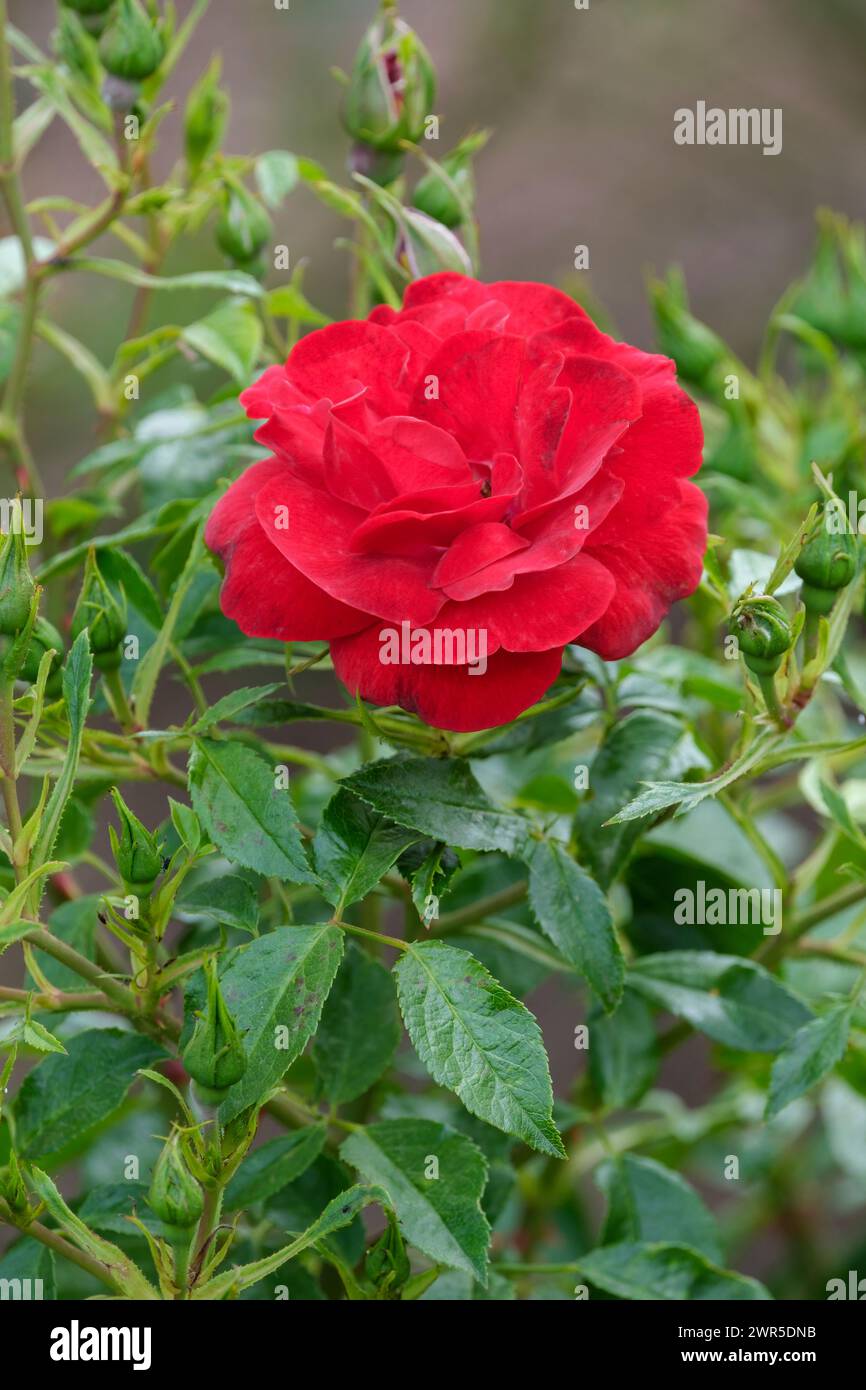 rose Cayenne, rose Koroutofko, Floribunda Rose, semi-double velvet red bloom Stock Photo