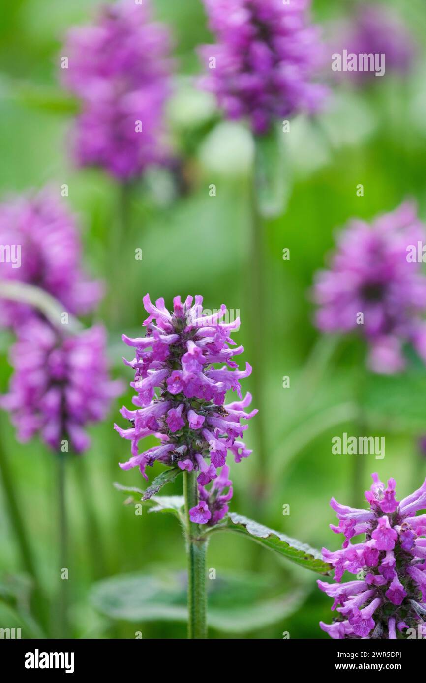 Stachys officinalis Hummelo, betony Hummelo, spikes of purplish-pink flowers in summer Stock Photo