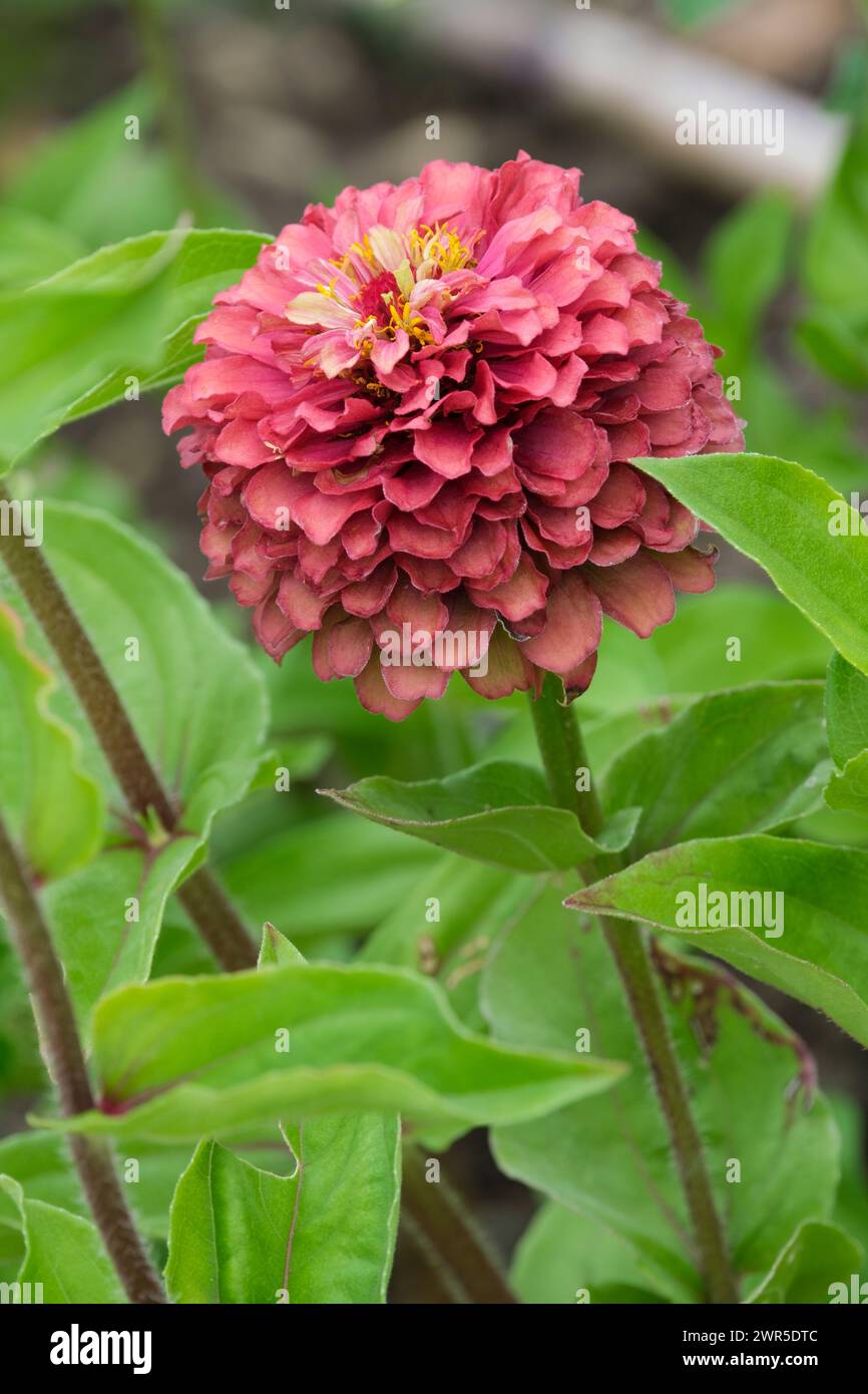 Zinnia elegans Queen Lime Red, flower with dark pink outer petals, lime-green at the centre Stock Photo