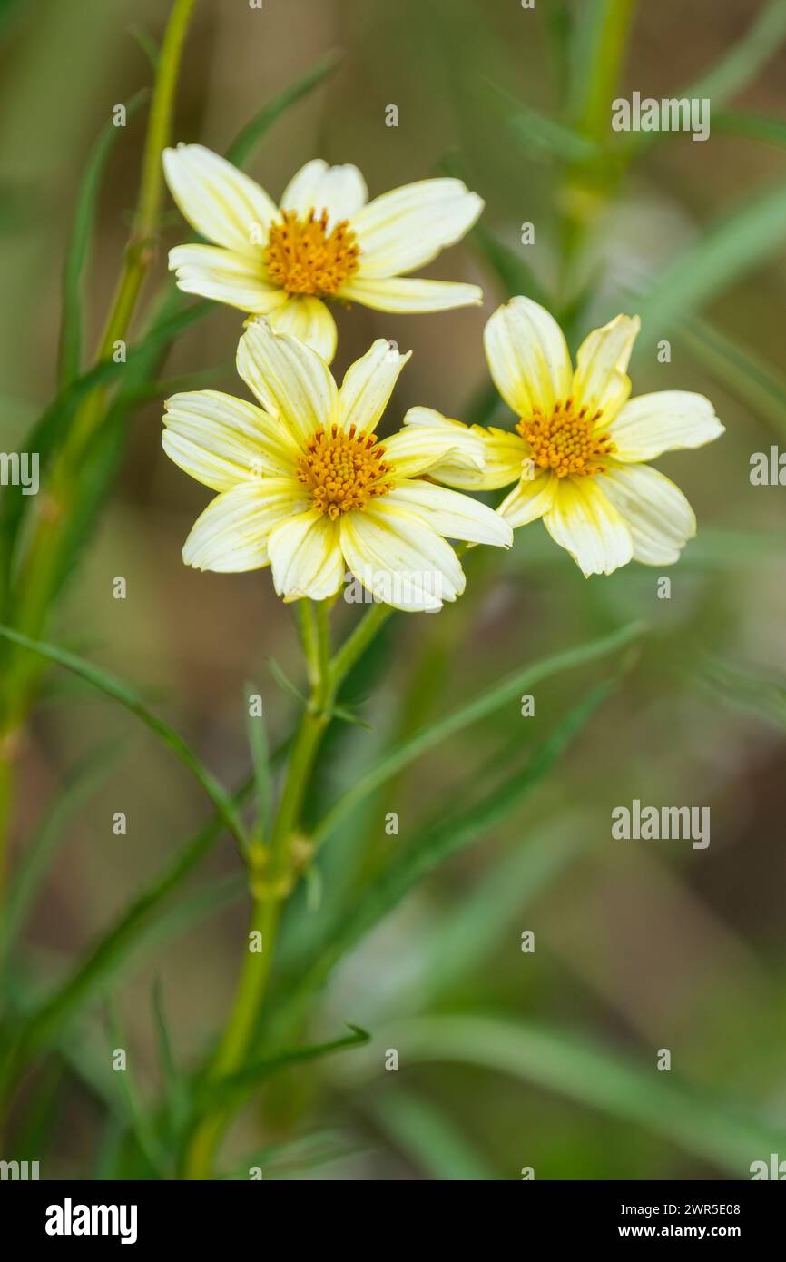 Bidens heterophylla, Bidens aurea, Beggarticks, creamy yellow primrose like blooms Stock Photo