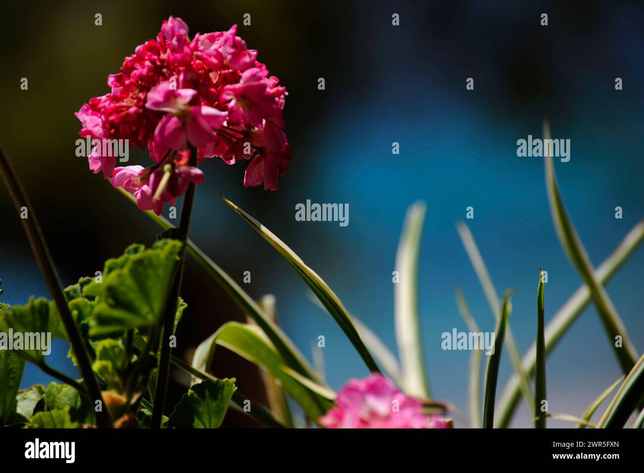 Red flower desktop wallpaper picture background nature picture macro photography grass red blue Stock Photo