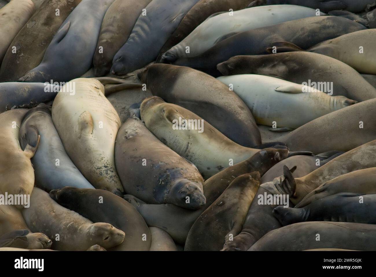 USA: California: Point Reyes National Seashore: Elephant Seals gather at dusk. Stock Photo