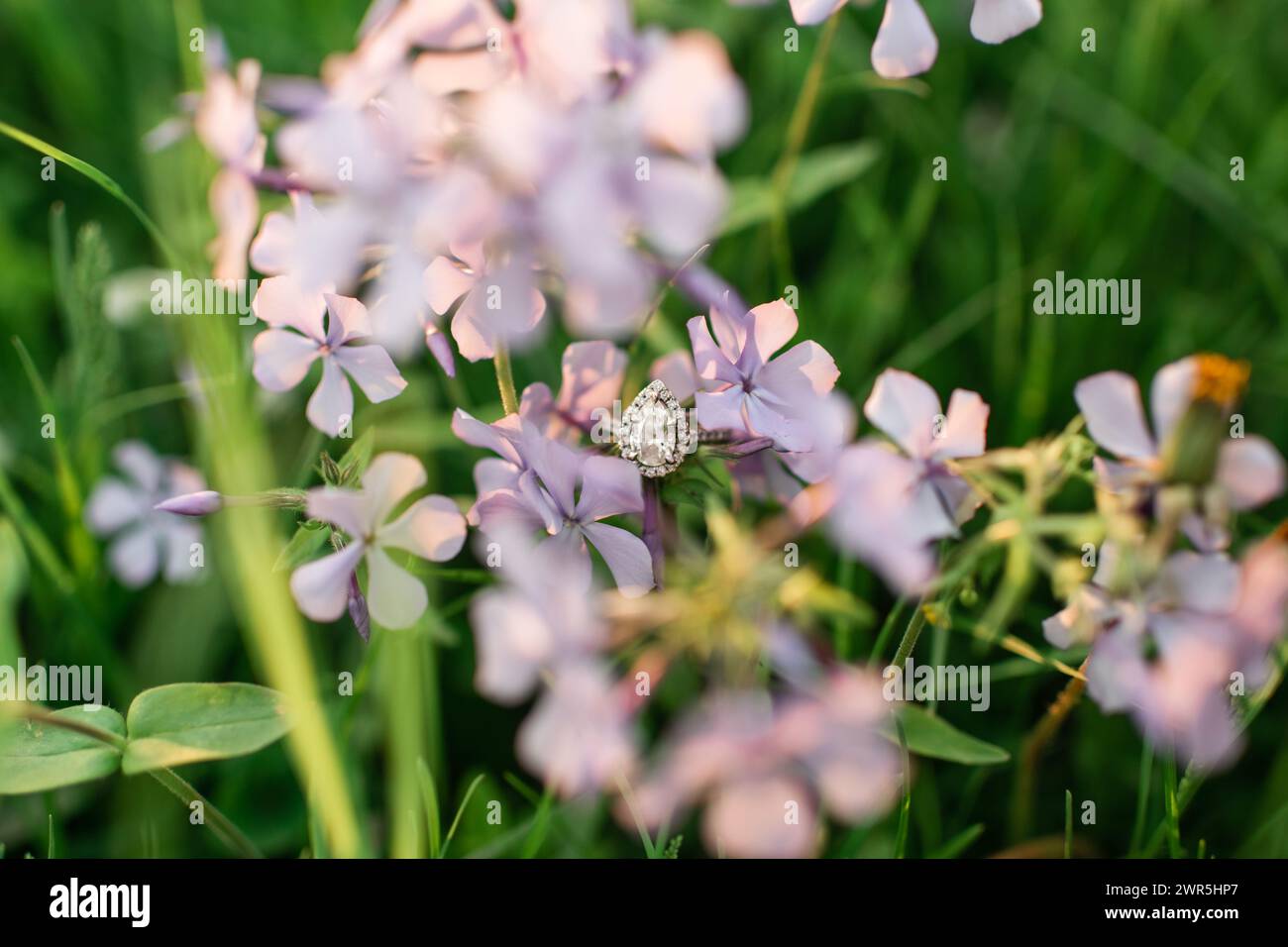 Beautiful engagement ring in purple flowers in green grass Stock Photo