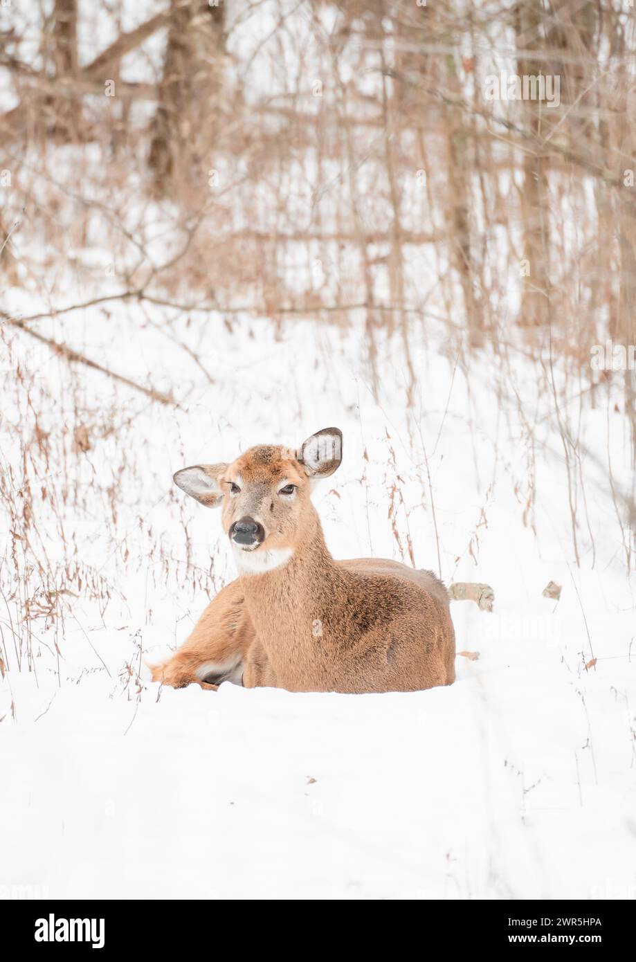 White-tailed deer laying on snow covered ground in the woods. Stock Photo