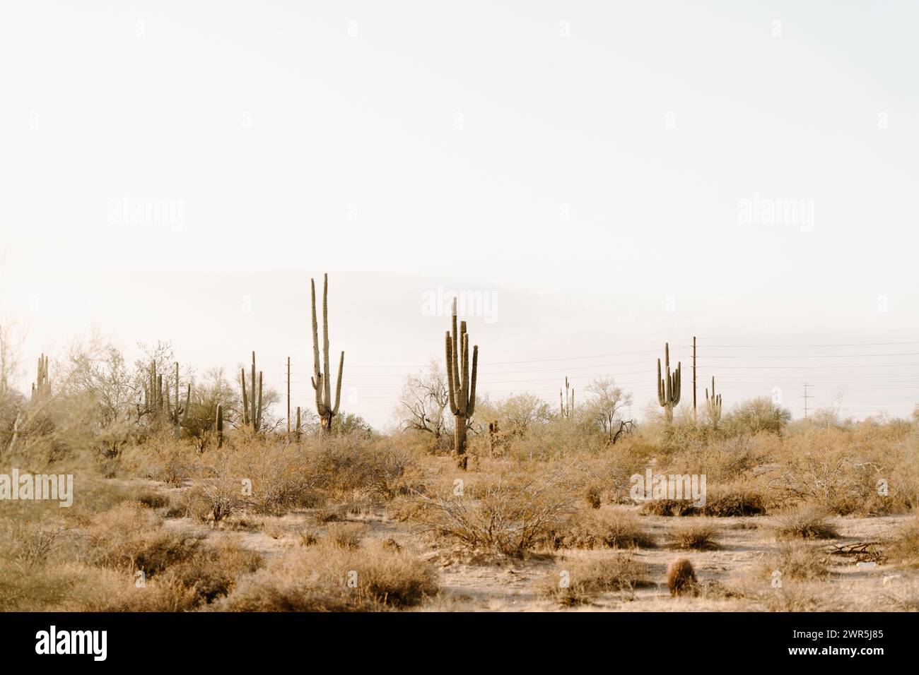 Saguaro cactus in Phoenix Arizona desert Stock Photo