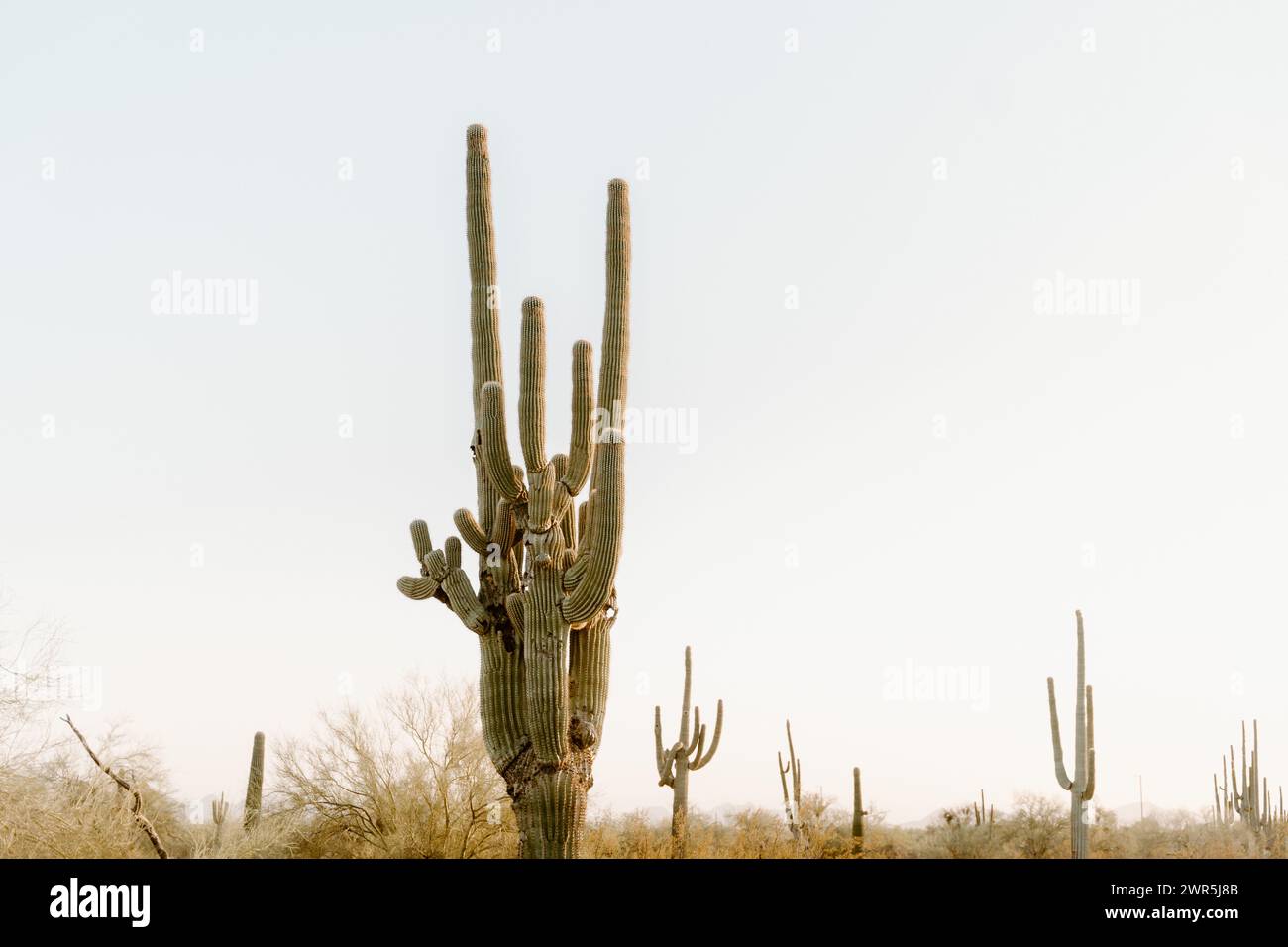 Saguaro cactus in Phoenix Arizona desert Stock Photo