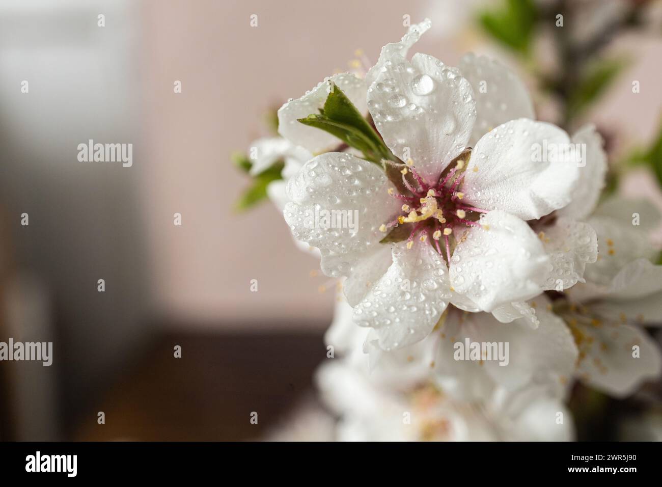 Spring almond blossoms, natural beauty in full bloom Stock Photo