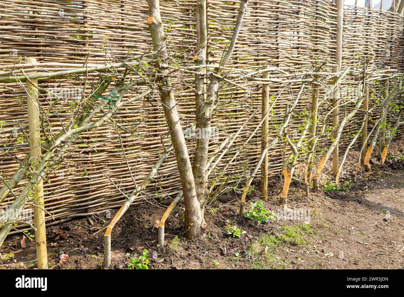Hedge laying hawthorn hedging next to wicker fencing, UK Stock Photo