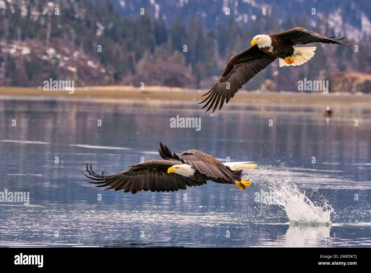 Two bald eagles soaring above the ocean, snatching fish Stock Photo