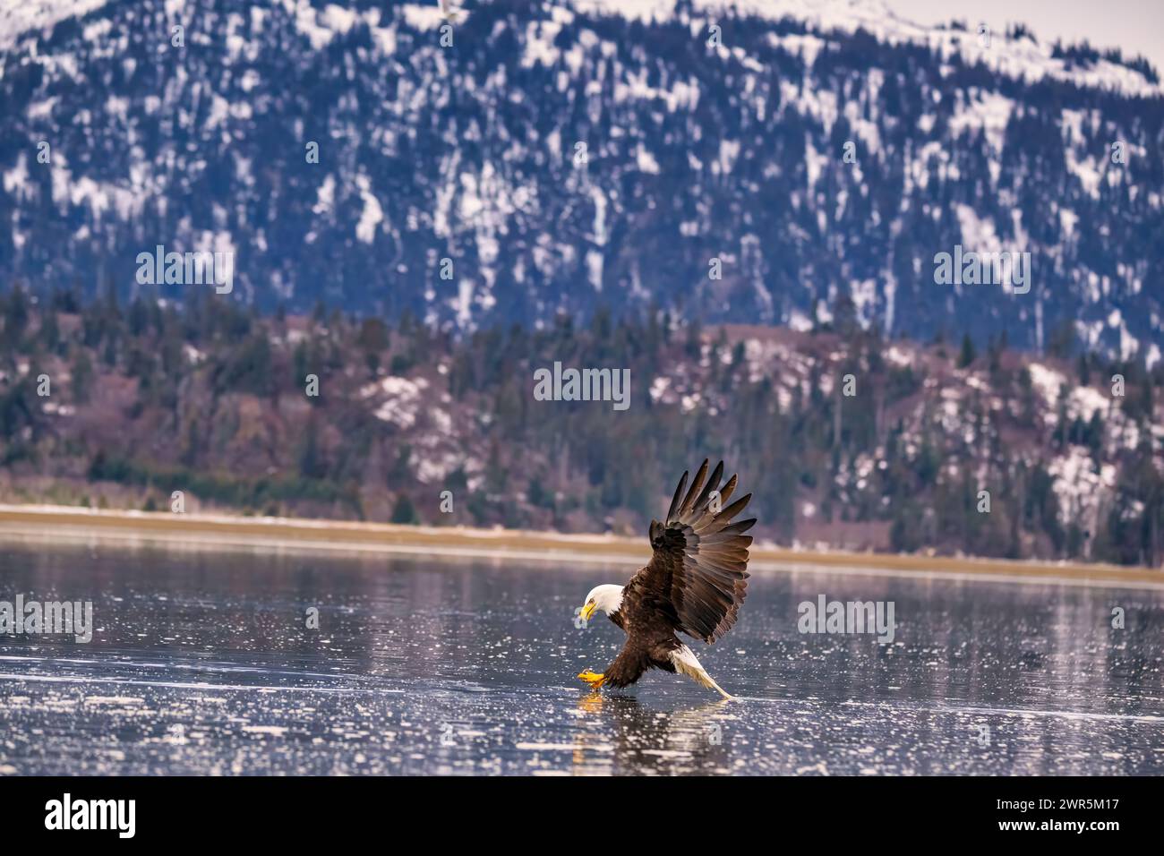 An eagle soaring above a frozen lake with distant mountains in the background Stock Photo