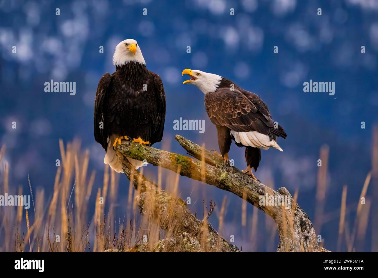 Two bald eagles perched on a log amidst tall grasses Stock Photo