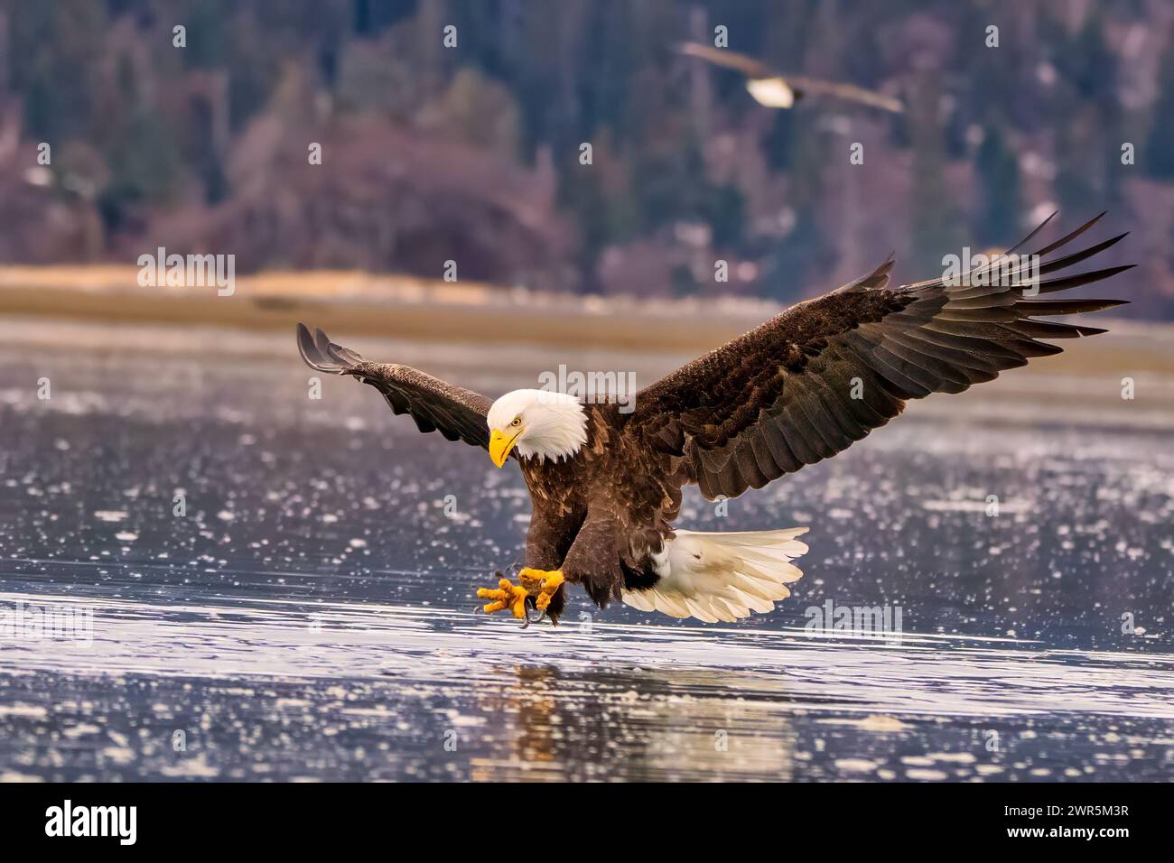 Solitary eagle soaring over icy beach water Stock Photo