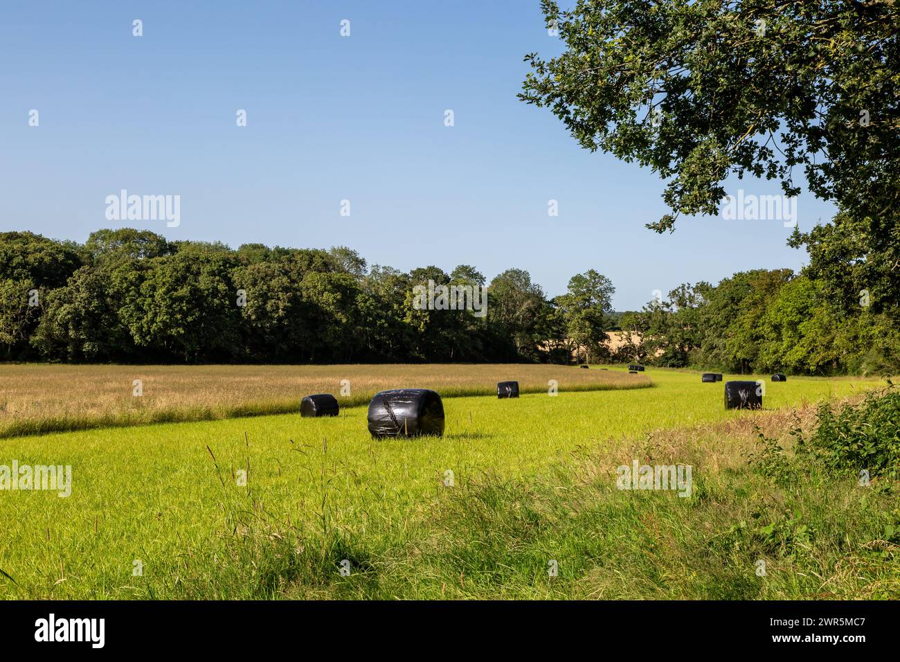 A summer farm landscape with hay bales wrapped in plastic in a field ...