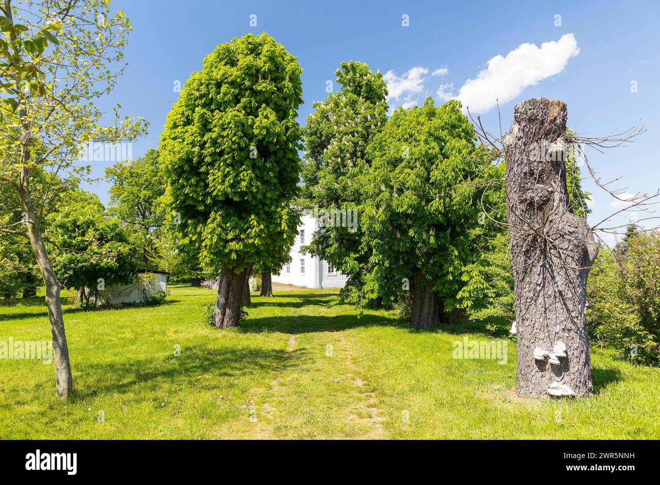 Alte Allee mit Weißen Rosskastanien Aesculus hippocastanum als Anfahrt zum Gutshaus Plotha, Belgern-Schildau, Sachsen, Deutschland *** Old avenue with Stock Photo