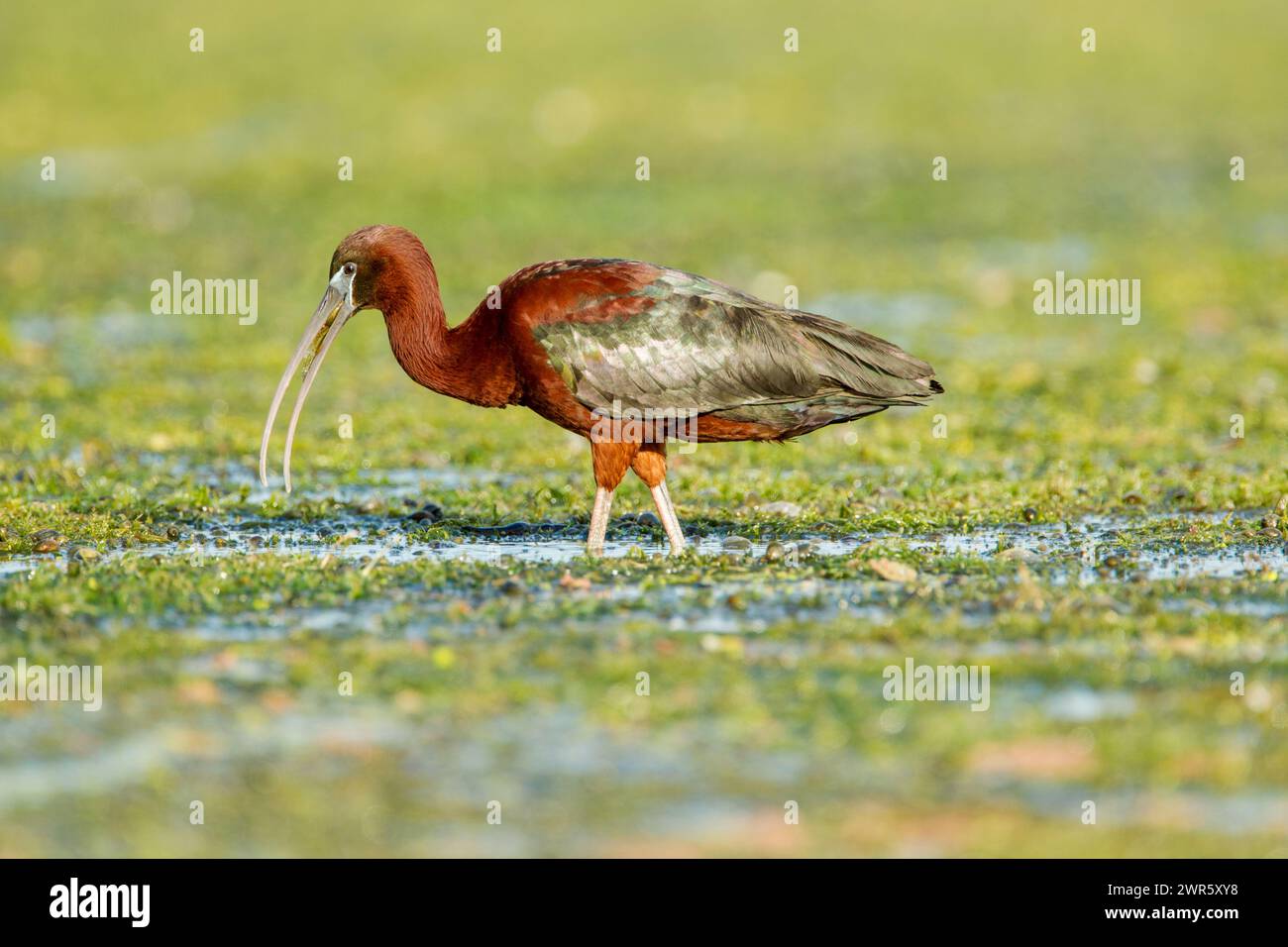 Glossy ibis (Plegadis falcinellus) foraging while standing in water and vegetation in the Danube Delta complex of lagoons Stock Photo
