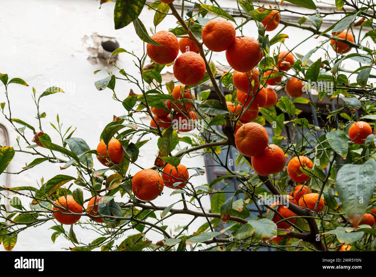 Oranges ripen on a tree in Andalusia Stock Photo