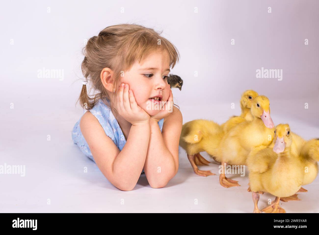 Girl in studio Lying With easter Ducklings Stock Photo