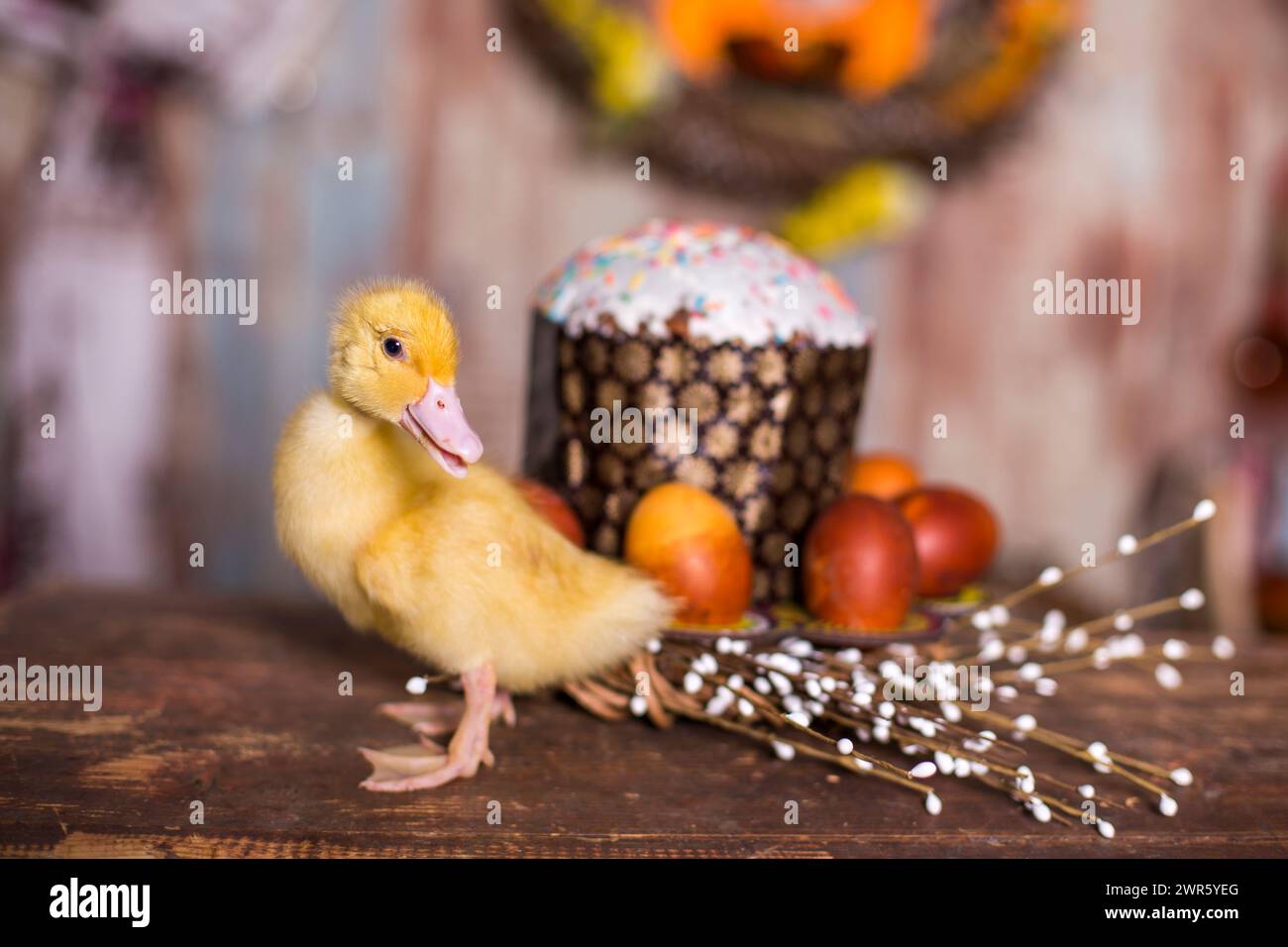 Easter decorated interior with colorfull eggs and ducklings Stock Photo