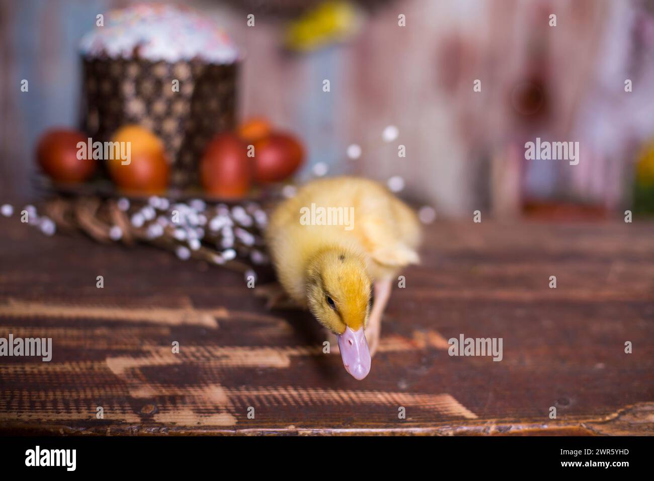 Easter decorated interior with colorfull eggs and ducklings Stock Photo