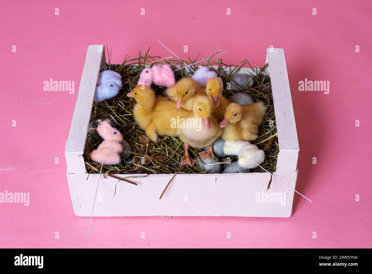 Easter decorated interior with colorfull eggs and ducklings Stock Photo
