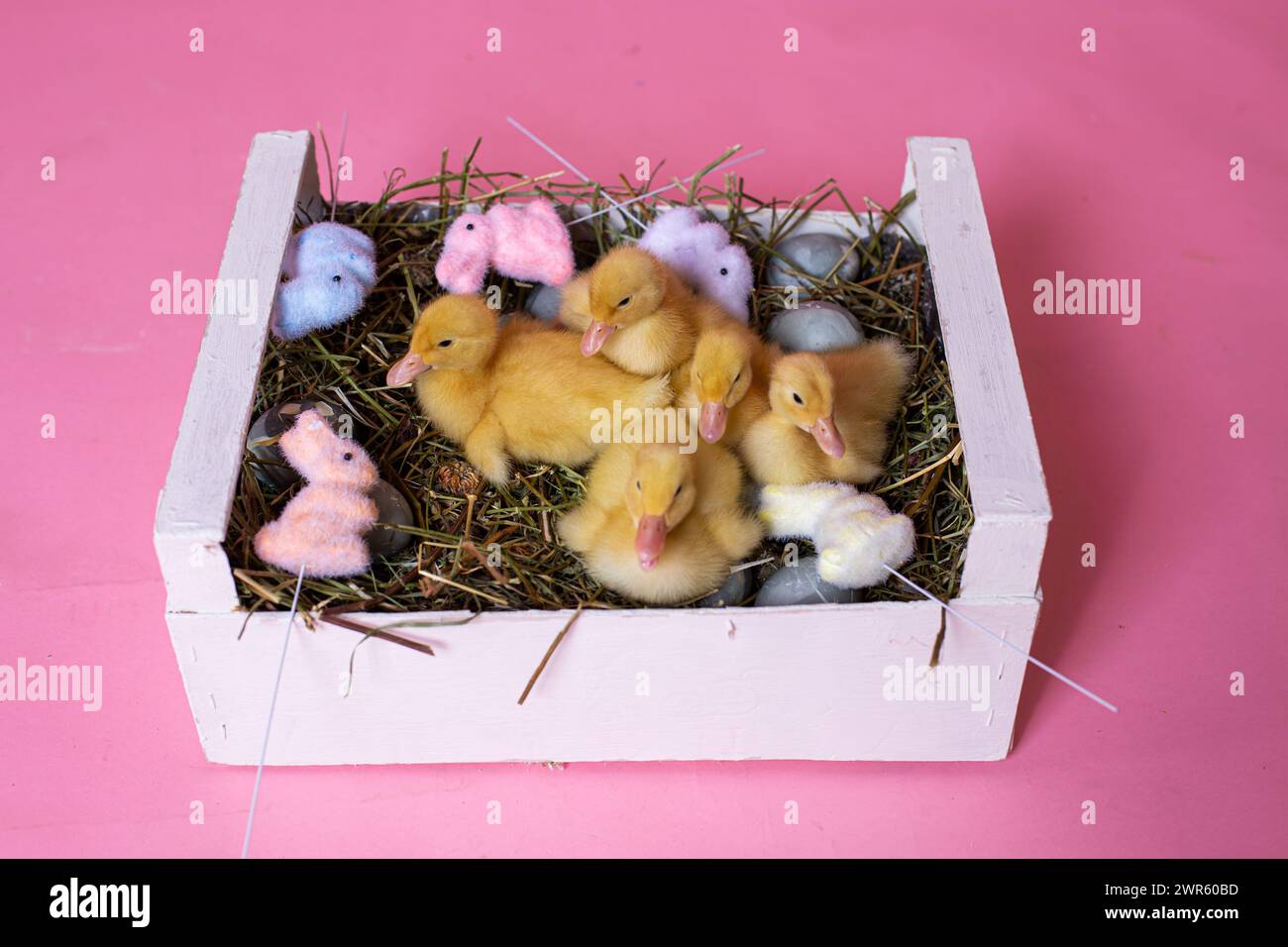 Easter decorated interior with colorfull eggs and ducklings Stock Photo