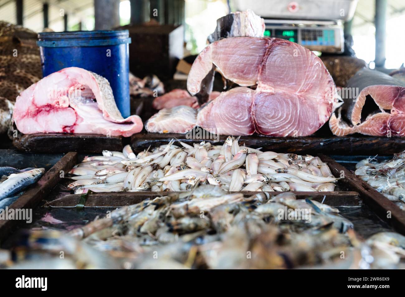 Sri Lanka - December 12, 2023: Fresh fish at a fish market in Sri Lanka *** Frischer Fisch auf einem Fischmarkt in Sri Lanka Stock Photo