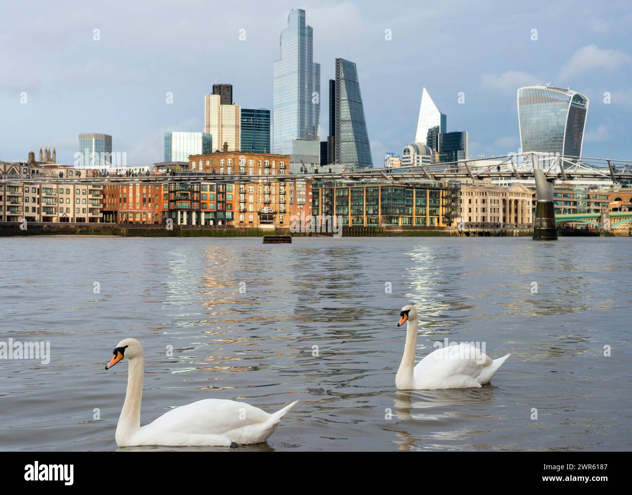 London wildlife couple of mute swans or Cygnus Olor paddling in The River Thames with the City of London background in London, England, United Kingdom Stock Photo