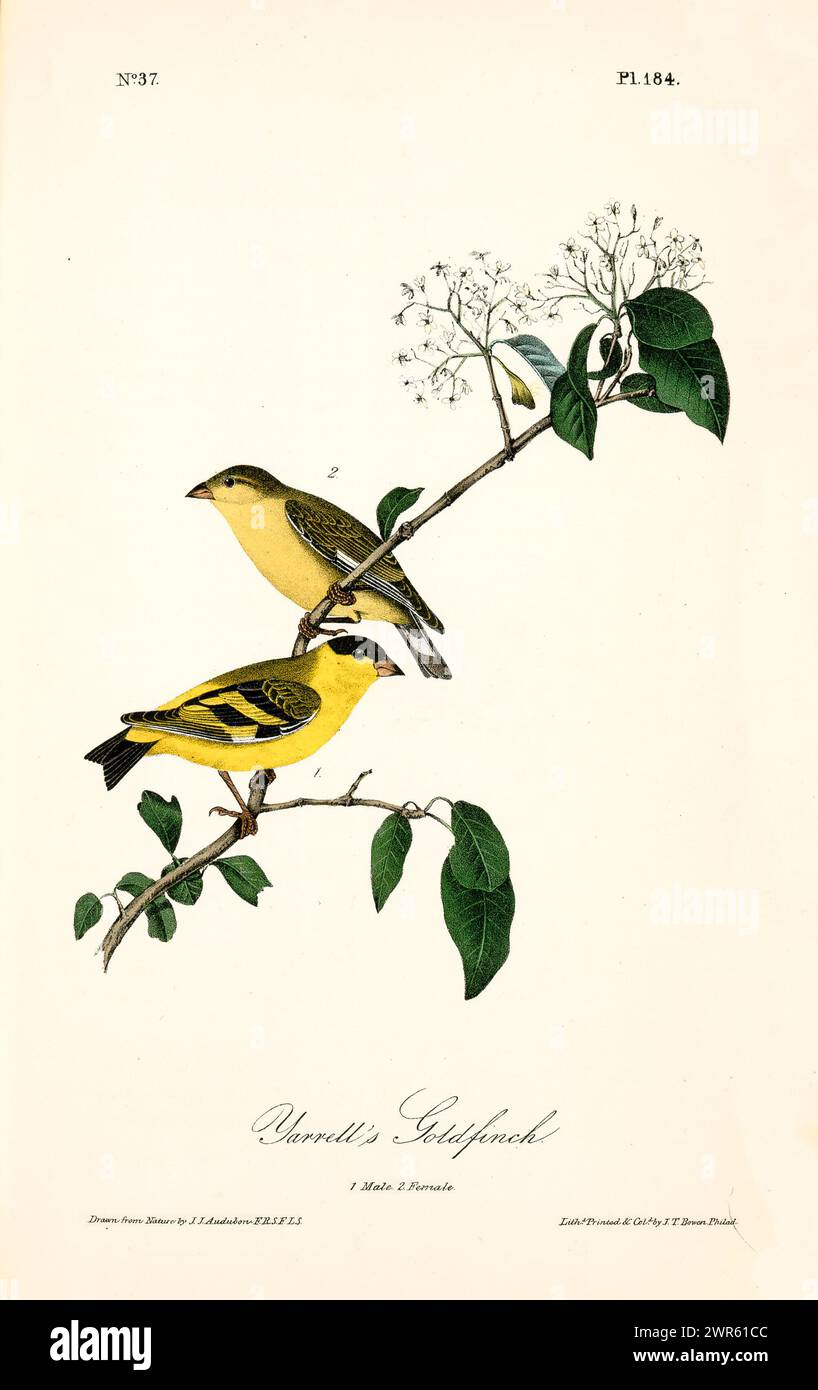 Old engraved illustration of Yarrell’s goldfinch (Spinus yarrellii). Created by J.J. Audubon: Birds of America, Philadelphia, 1840. Stock Photo
