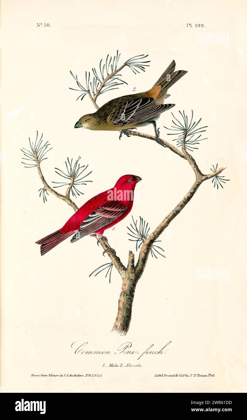 Old engraved illustration of  Common pine-finch (Pinicola enucleator). Created by J.J. Audubon: Birds of America, Philadelphia, 1840. Stock Photo