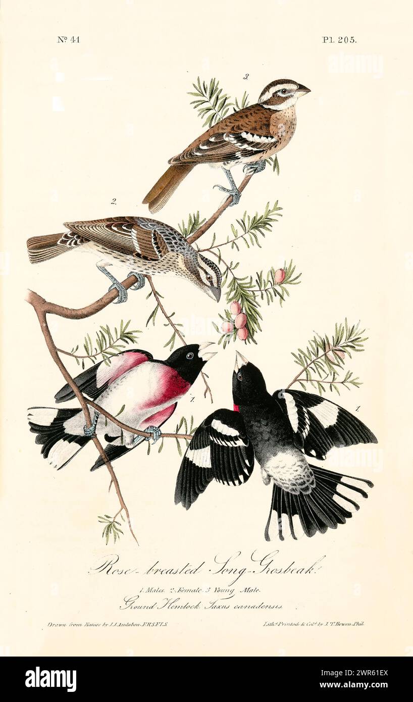 Old engraved illustration of Rose-brested song-grosbeak (Pheucticus ludovicianus). Created by J.J. Audubon: Birds of America, Philadelphia, 1840. Stock Photo