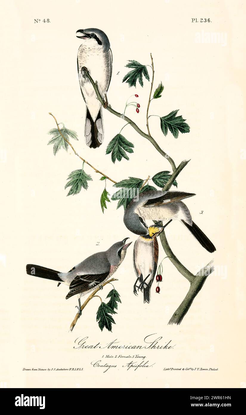 Three Great American Shrikes in soft grey and black tones, perched on a hawthorn branch. Elegant airy layout. By J.J. Audubon: Birds of America, 1840 Stock Photo