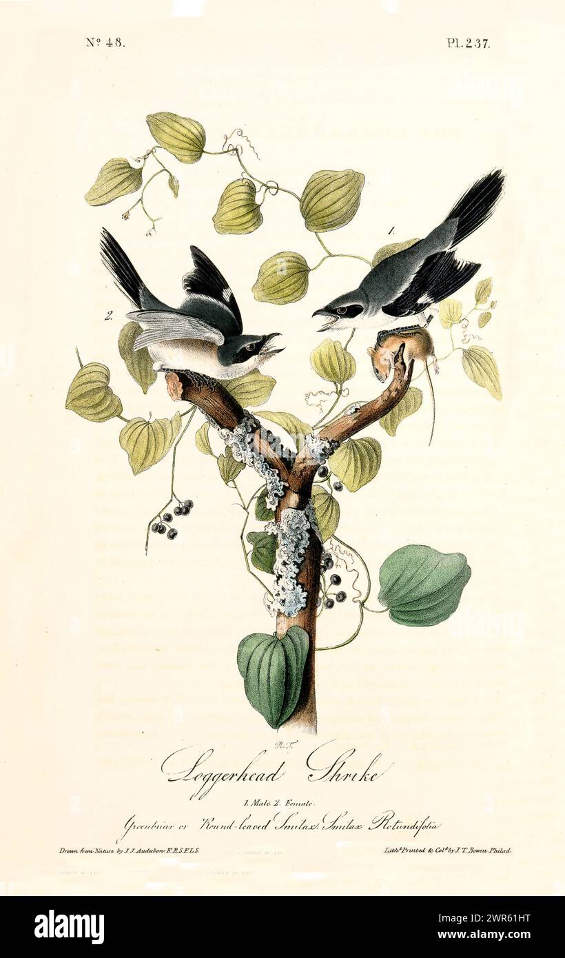 Old engraved illustration of Loggerhead shrike (Lanius ludovicianus). By J.J. Audubon: Birds of America, Philadelphia, 1840. Stock Photo